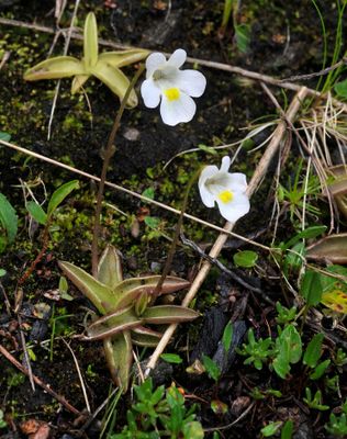 Pinguicula alpina.jpg