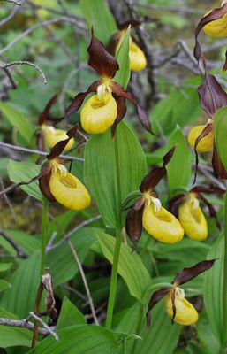 Cypripedium calceolus.jpg