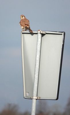 Falco tinnunculus.jpg