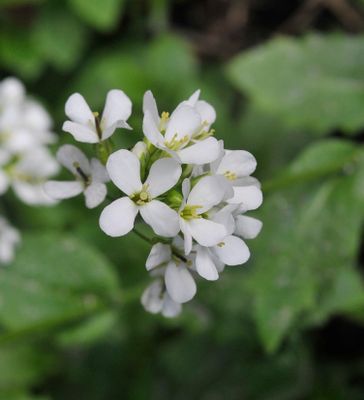 Arabis alpina. Closer.jpg