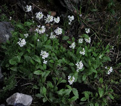 Arabis alpina.jpg
