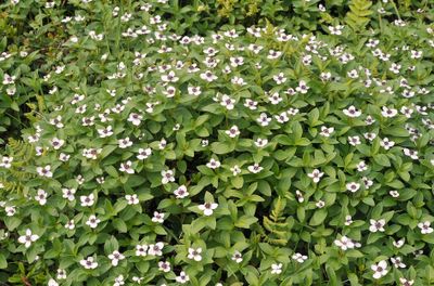 Cornus suecica.3.jpg