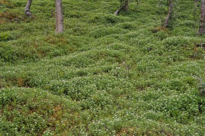 Cornus suecica.4.jpg