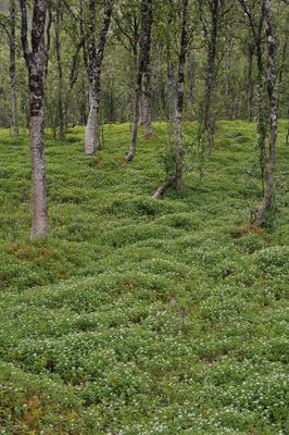 Cornus suecica.5.jpg