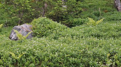 Cornus suecica.7.jpg