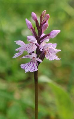 Dactylorhiza maculata. Closer.jpg