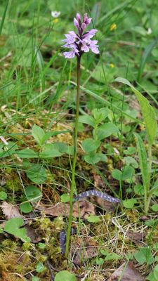 Dactylorhiza maculata.jpg