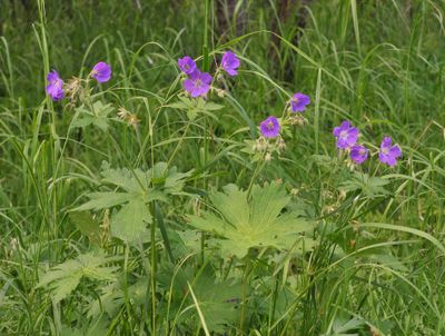Geranium sylvaticum.2.jpg