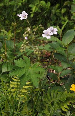 Geranium sylvaticum.jpg