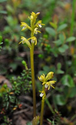 Corallorhiza trifida. Closer.jpg