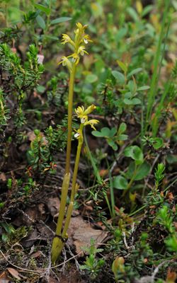 Corallorhiza trifida.jpg
