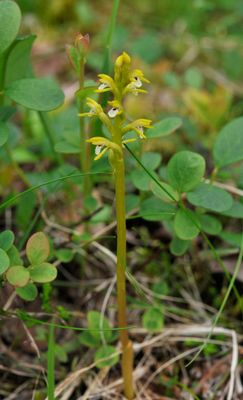 Corallorhiza trifida.2.jpg