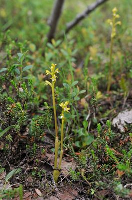 Corallorhiza trifida.3.jpg