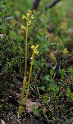 Corallorhiza trifida.4.!.jpg