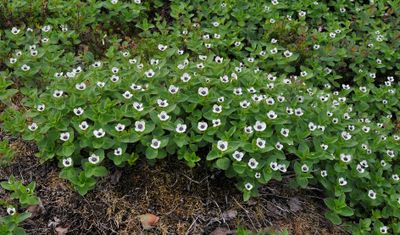 Cornus suecica.9.jpg