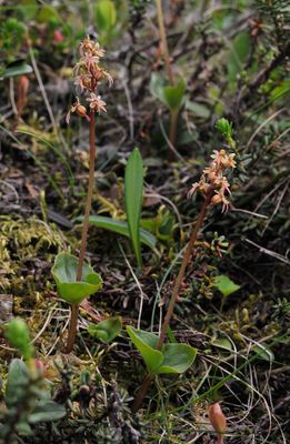 Neottia cordata.jpg