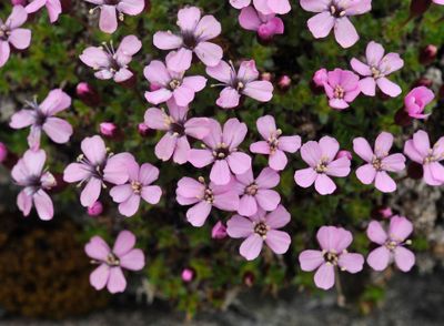 Silene acaulis. Closer.jpg