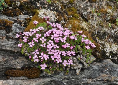 Silene acaulis.jpg