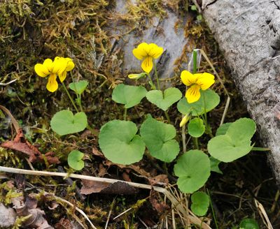 Viola biflora.2.jpg
