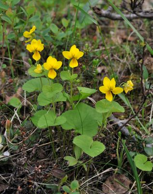 Viola biflora.3.jpg