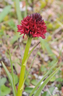 Gymnadenia nigra. Closer.2.jpg