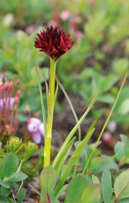 Gymnadenia nigra. Closer.3.jpg