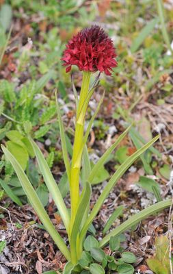 Gymnadenia nigra. Closer.jpg
