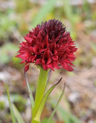 Gymnadenia nigra. Close-up.jpg