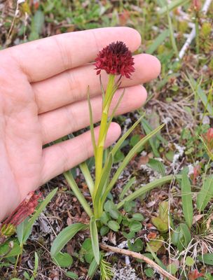 Gymnadenia nigra. With hand.jpg