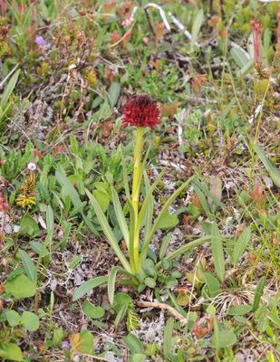 Gymnadenia nigra.2.jpg