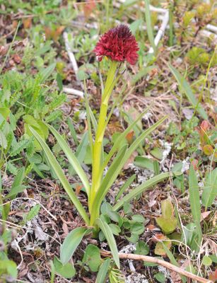 Gymnadenia nigra.3.jpg