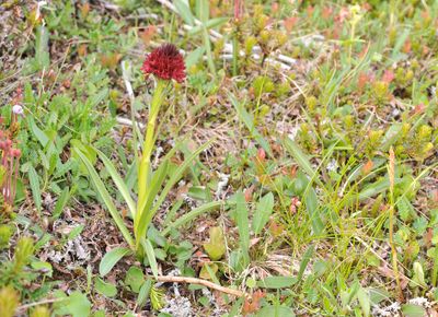 Gymnadenia nigra.4.jpg