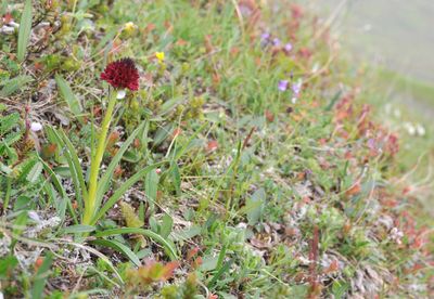 Gymnadenia nigra.5.jpg