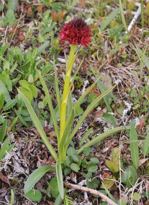 Gymnadenia nigra.jpg