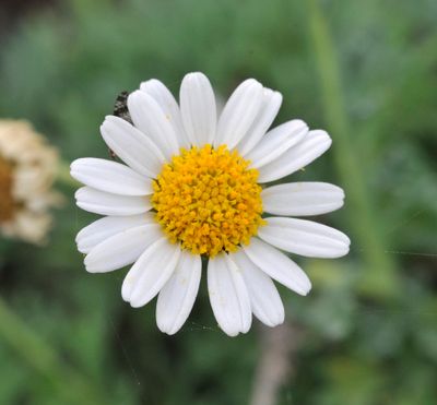 Argyranthemum frutescens