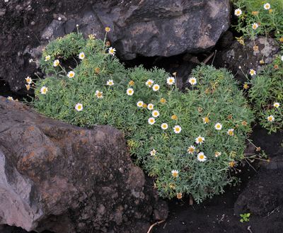 Argyranthemum frutescens.4.jpg