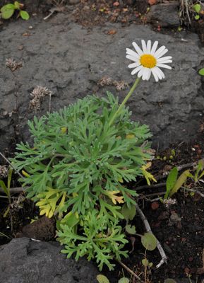 Argyranthemum frutescens.5.jpg
