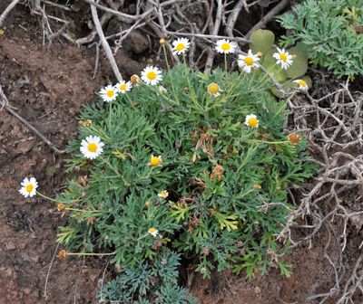 Argyranthemum frutescens
