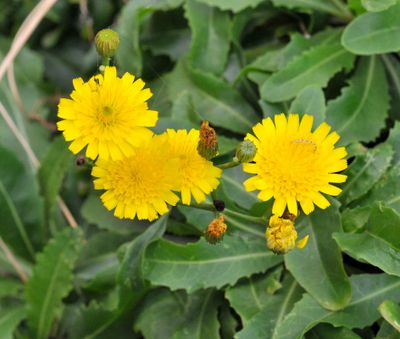 Tolpis santosii.
