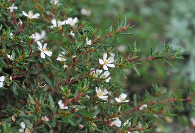 Frankenia ericifolia Closer.3.jpg