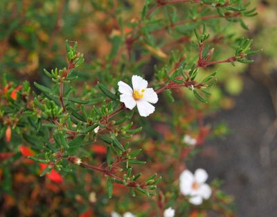 Frankenia ericifolia Closer.jpg