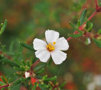 Frankenia ericifolia Close-up.jpg