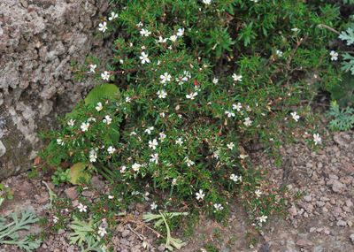 Frankenia ericifolia.3.jpg