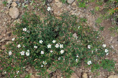 Frankenia ericifolia.5.jpg