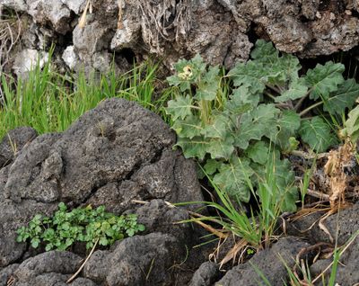 Hyoscyamus albus. 2.jpg