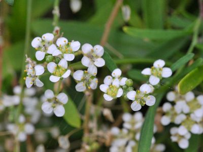 Lobularia canariensis