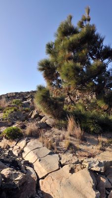 Benahoarite petroglyphs
