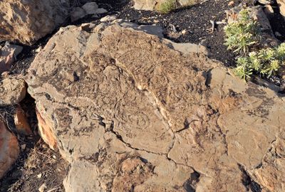 Benahoarite petroglyphs