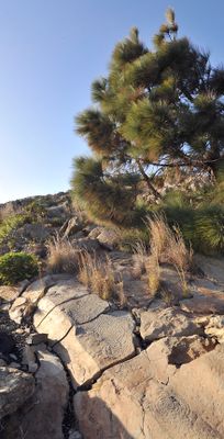 Benahoarite petroglyphs