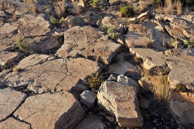 Benahoarite petroglyphs
